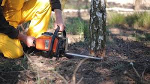 Professional  Tree Services in Sans Souci, SC