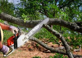  Sans Souci, SC Tree Services Pros