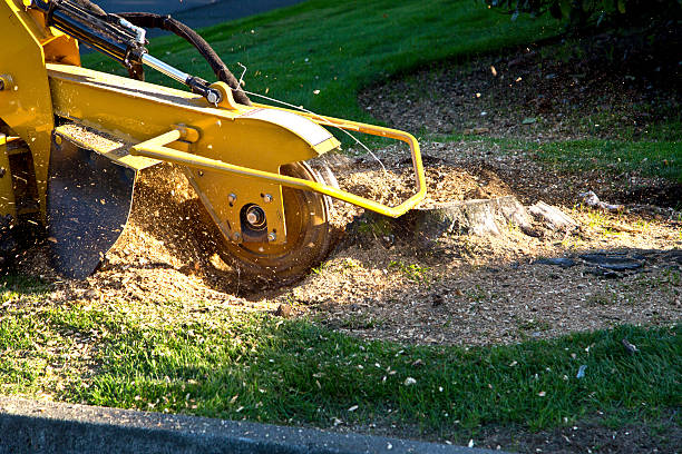 Best Aeration Services  in Sans Souci, SC