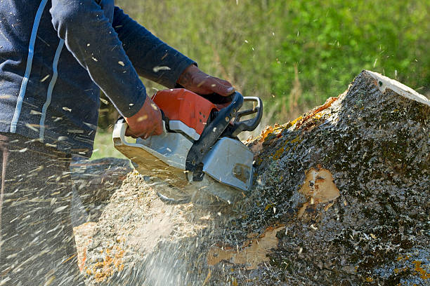 Best Residential Tree Removal  in Sans Souci, SC