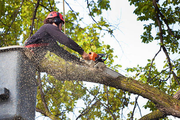 Best Arborist Consultation Services  in Sans Souci, SC