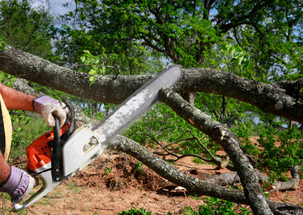 Best Lot and Land Clearing  in Sans Souci, SC